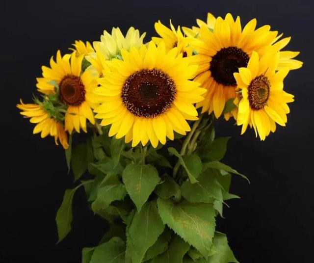 Sunflower | ծաղիկներ, ծաղկեպսակներ, բույսեր - առաքում Երևան
