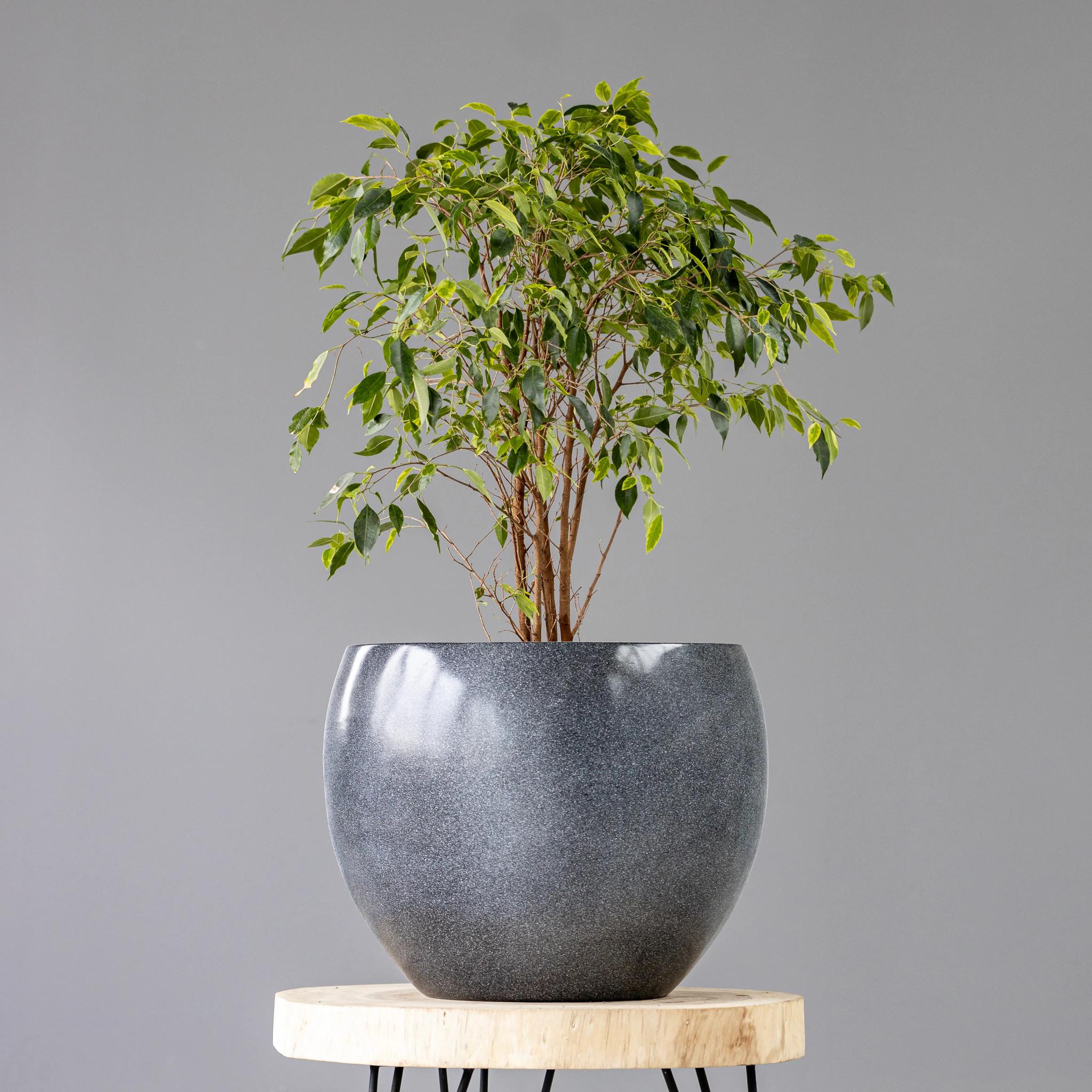 Ficus Auray | ծաղիկներ, ծաղկեպսակներ, բույսեր Երևան
