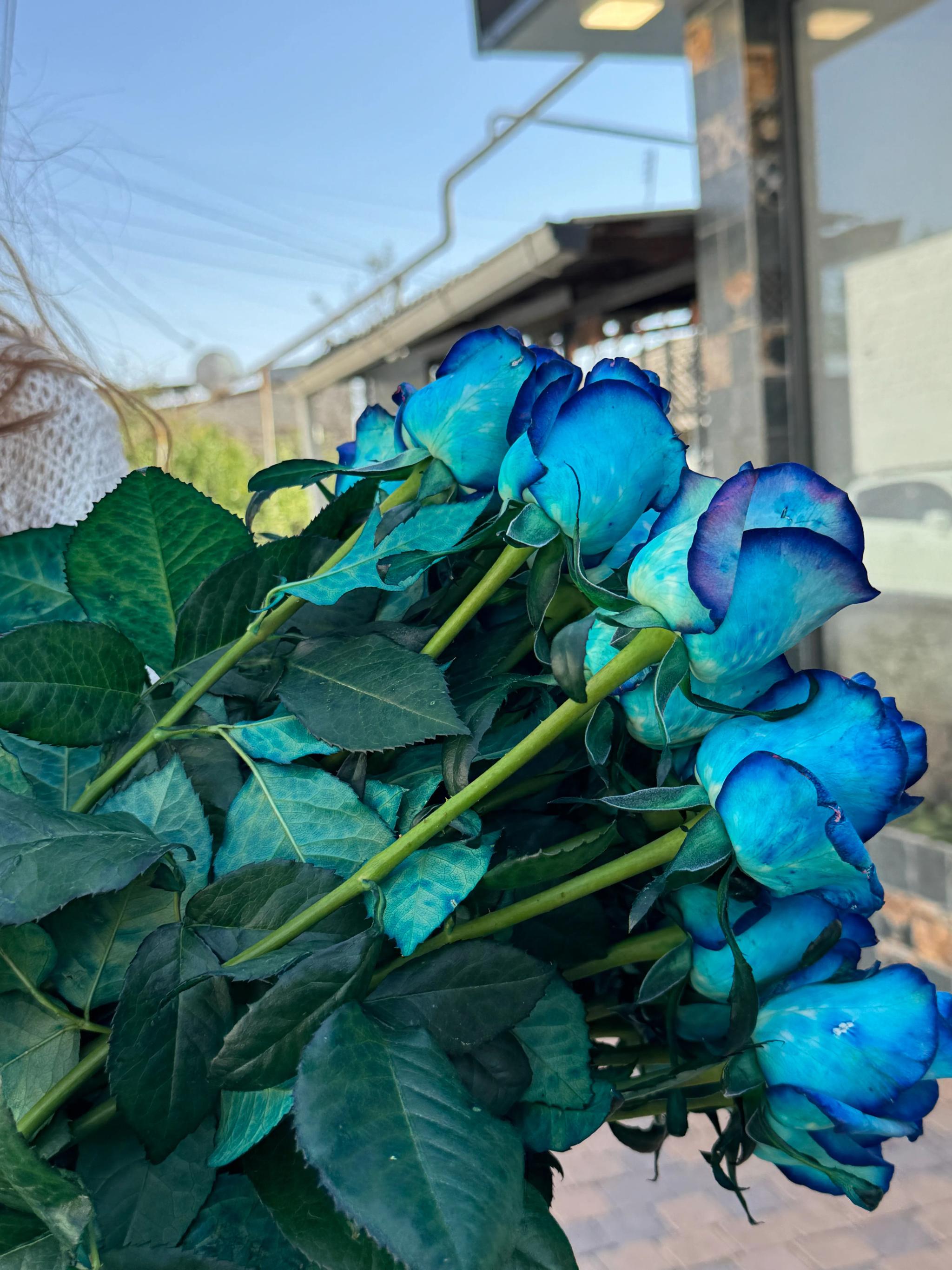 A bunch of blue roses | ծաղիկներ, ծաղկեպսակներ, բույսեր Երևան