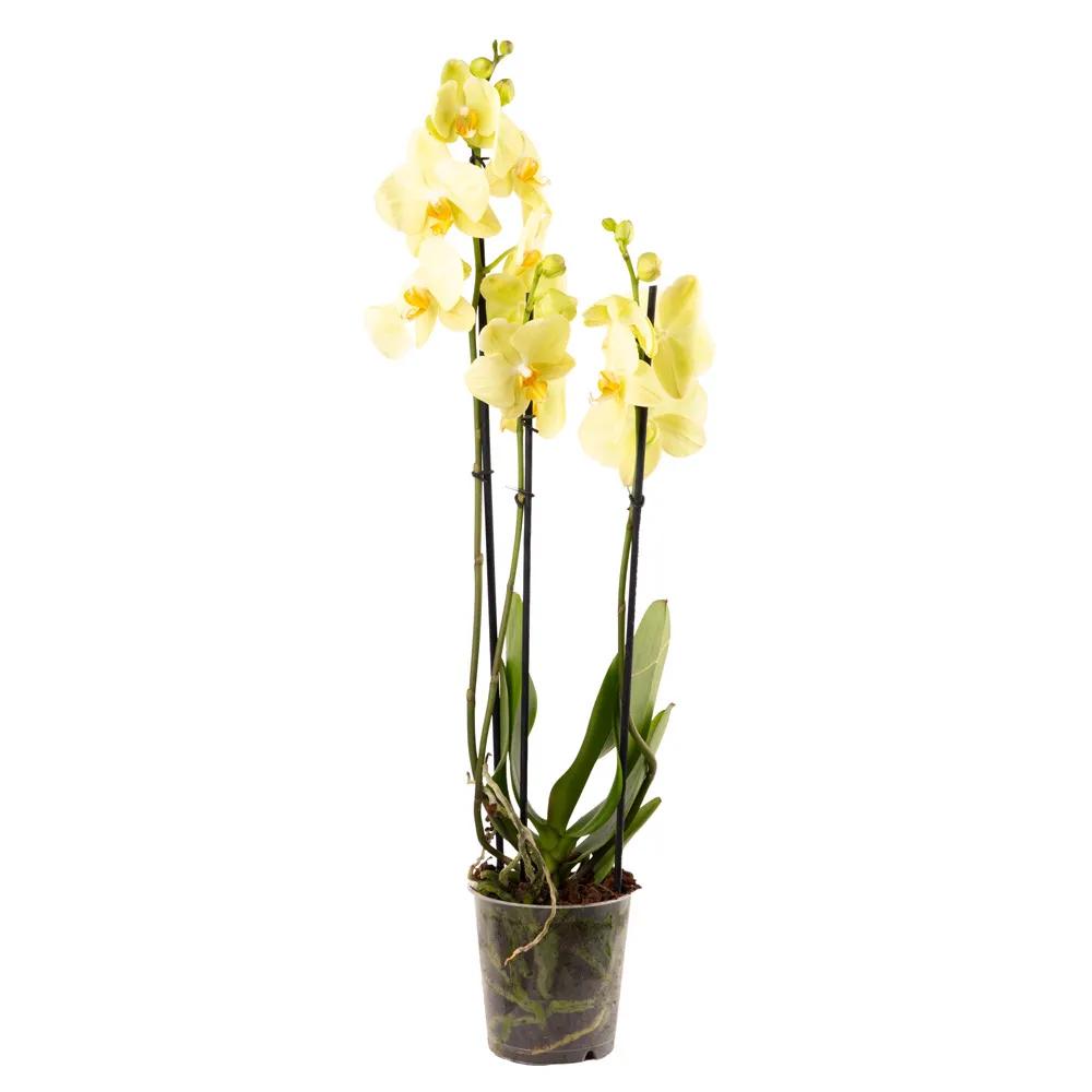 Yellow Orchid | ծաղիկներ, ծաղկեպսակներ, բույսեր - առաքում Երևան