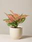 Aglaonema ծաղիկների | ծաղկեպսակների առաքում Երևան Aglaonema ծաղիկների | ծաղկեպսակների առաքում Երևան