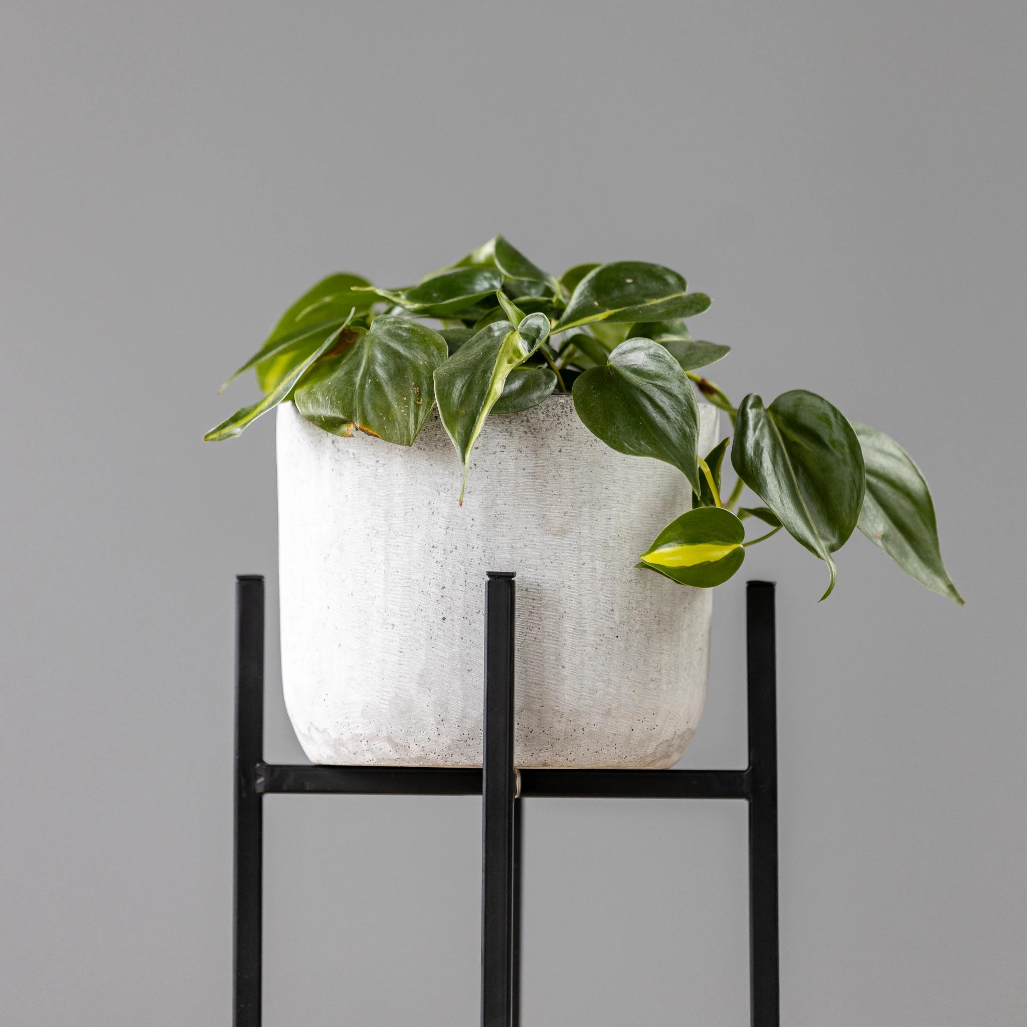 Philodendron Brasil | ծաղիկներ, ծաղկեպսակներ, բույսեր Երևան Philodendron Brasil | ծաղիկներ, ծաղկեպսակներ, բույսեր Երևան