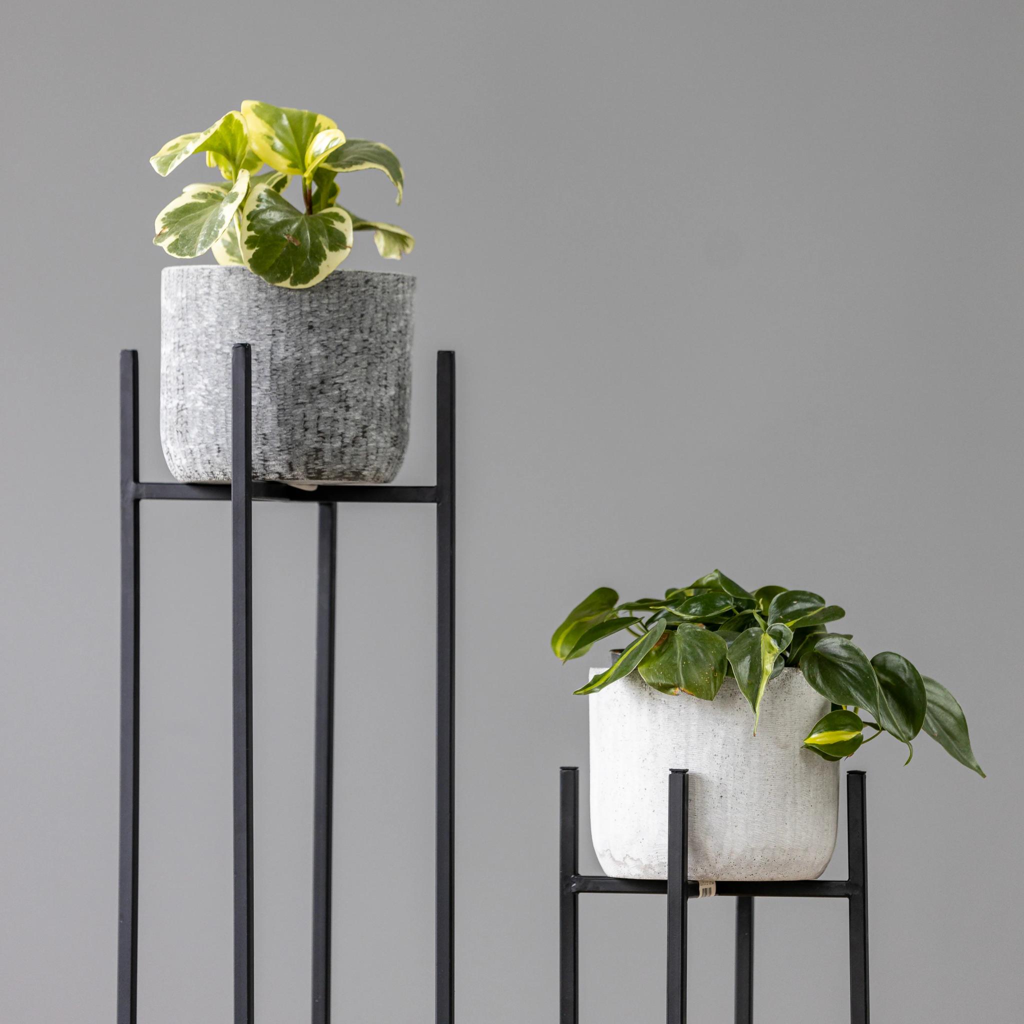 Philodendron Brasil | ծաղիկներ, ծաղկեպսակներ, բույսեր Երևան Philodendron Brasil | ծաղիկներ, ծաղկեպսակներ, բույսեր Երևան