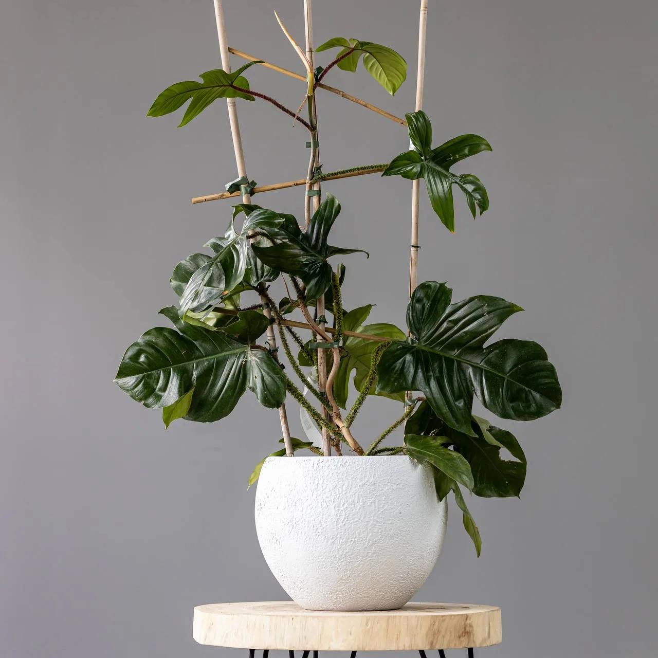 Philodendron squamiferum | ծաղիկներ, ծաղկեպսակներ, բույսեր Երևան Philodendron squamiferum | ծաղիկներ, ծաղկեպսակներ, բույսեր Երևան