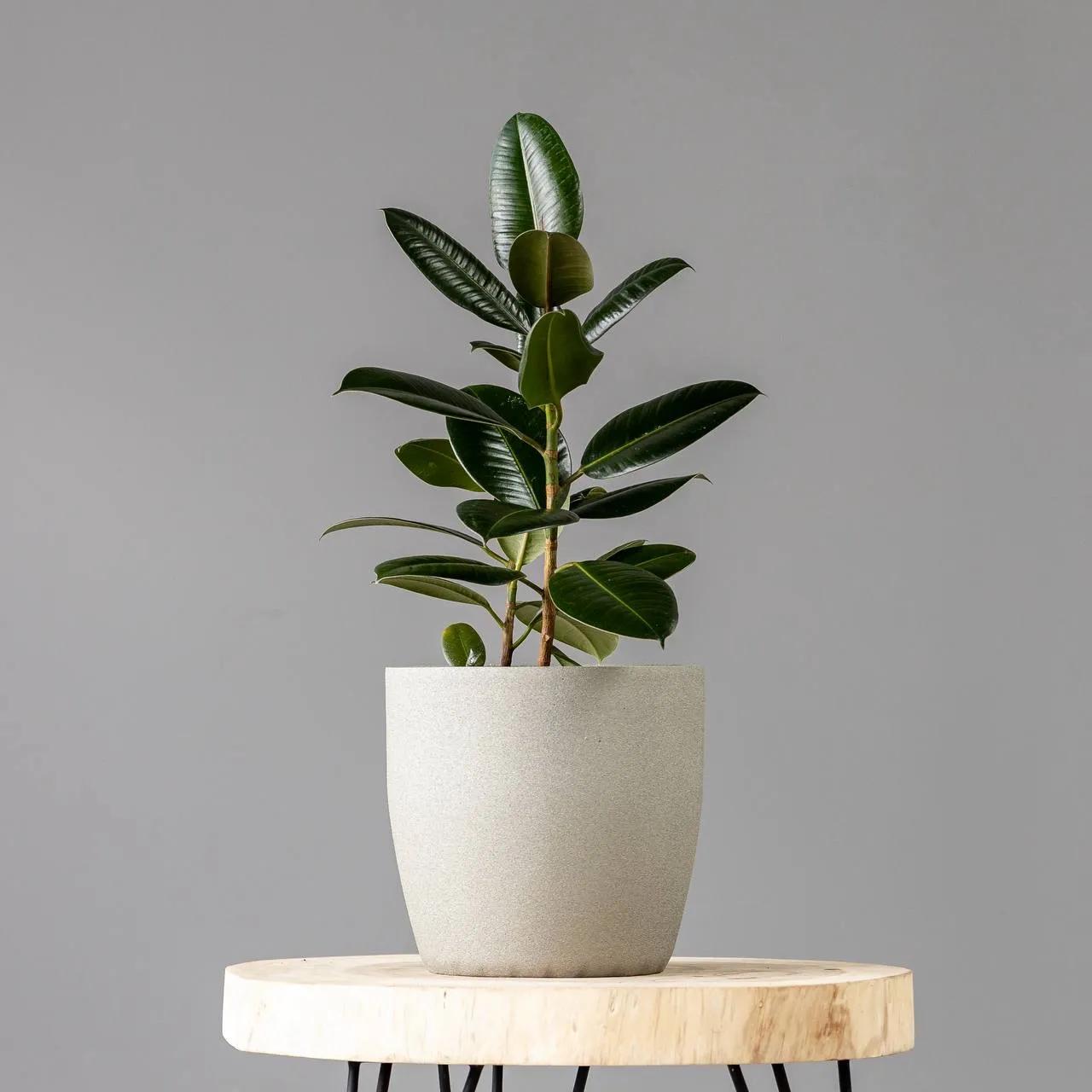 Ficus Abdjan | ծաղիկներ, ծաղկեպսակներ, բույսեր Երևան Ficus Abdjan | ծաղիկներ, ծաղկեպսակներ, բույսեր Երևան