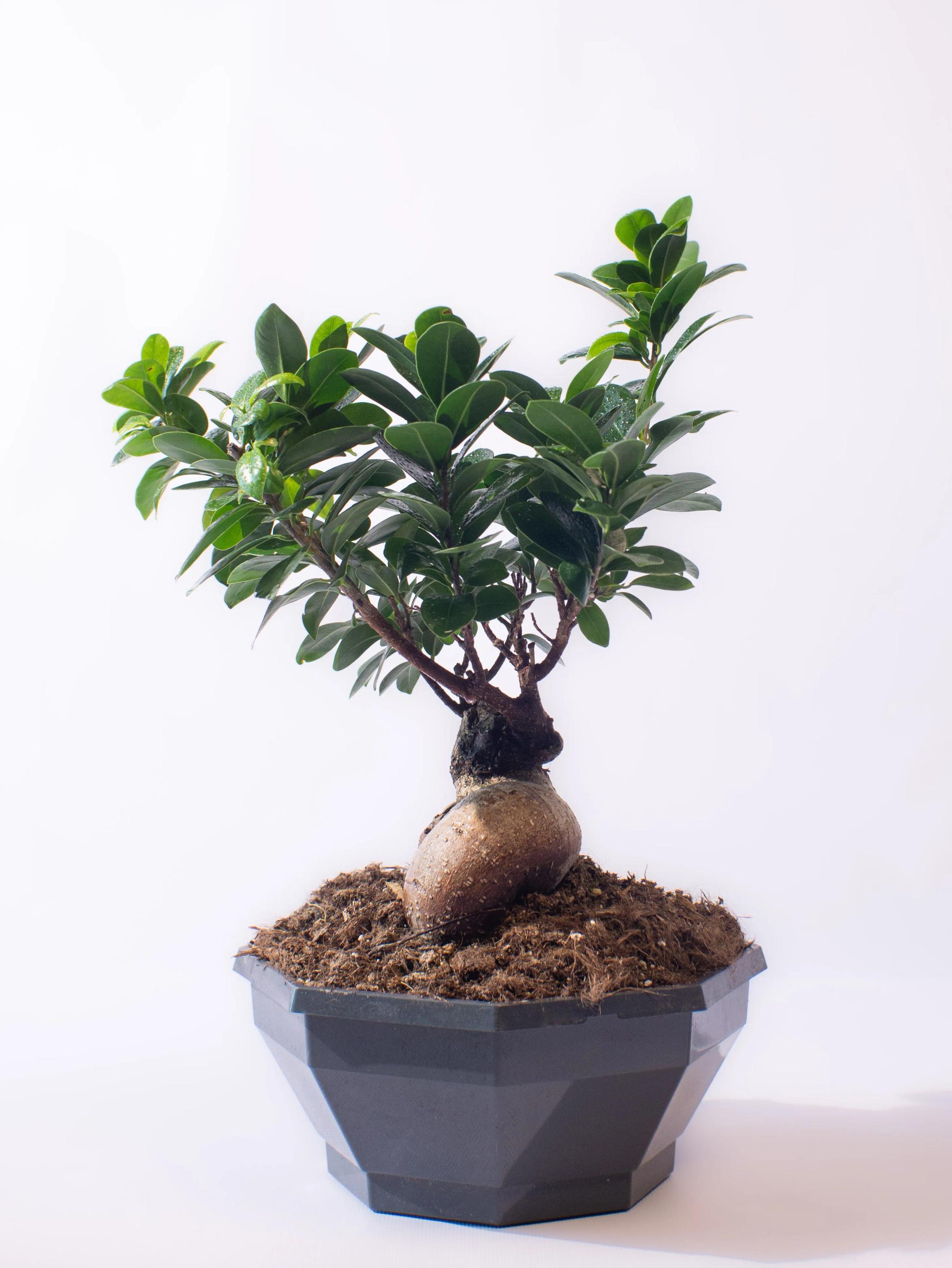 Ficus bonsai | ծաղիկներ, ծաղկեպսակներ, բույսեր Երևան Ficus bonsai | ծաղիկներ, ծաղկեպսակներ, բույսեր Երևան