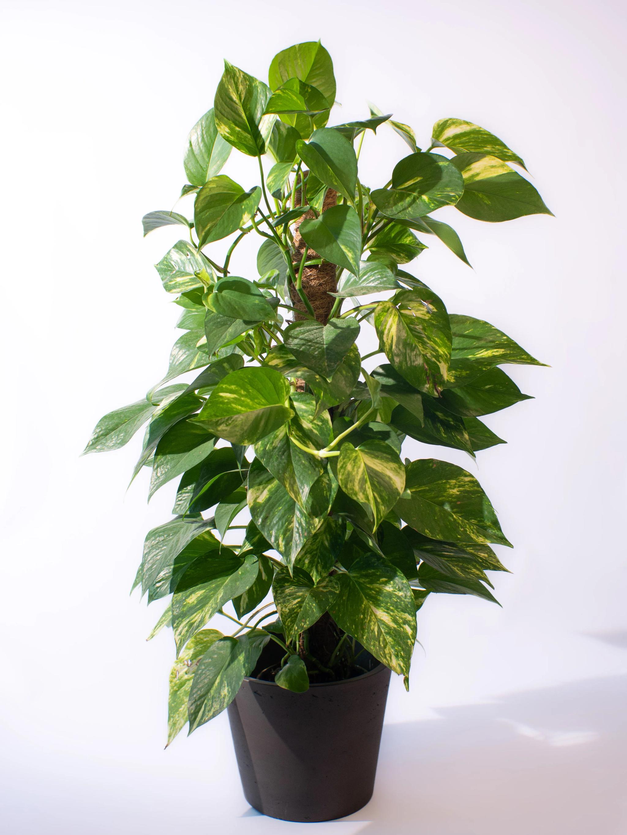Scindapsus | ծաղիկներ, ծաղկեպսակներ, բույսեր Երևան Scindapsus | ծաղիկներ, ծաղկեպսակներ, բույսեր Երևան