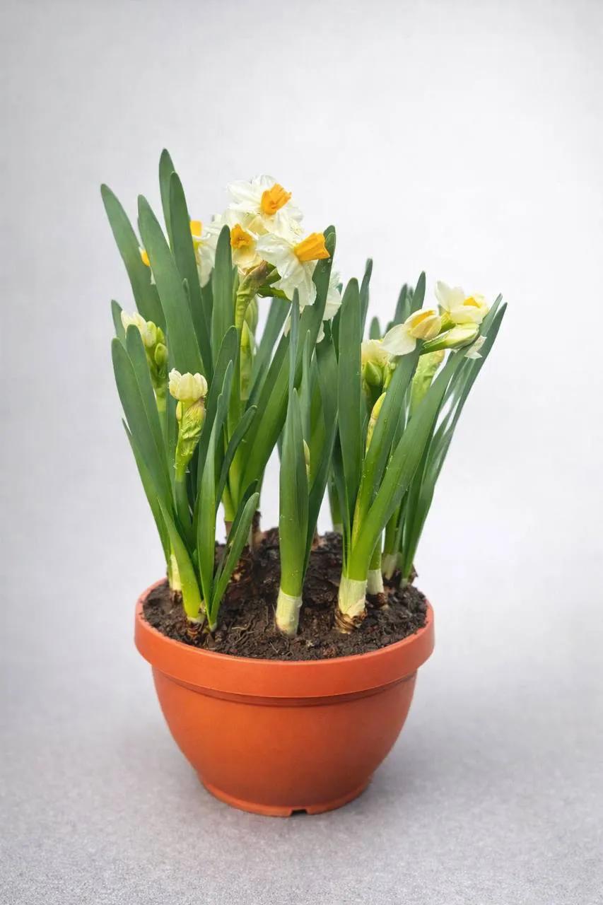 Marigold bulb | ծաղիկներ, ծաղկեպսակներ, բույսեր - առաքում Երևան Marigold bulb | ծաղիկներ, ծաղկեպսակներ, բույսեր - առաքում Երևան