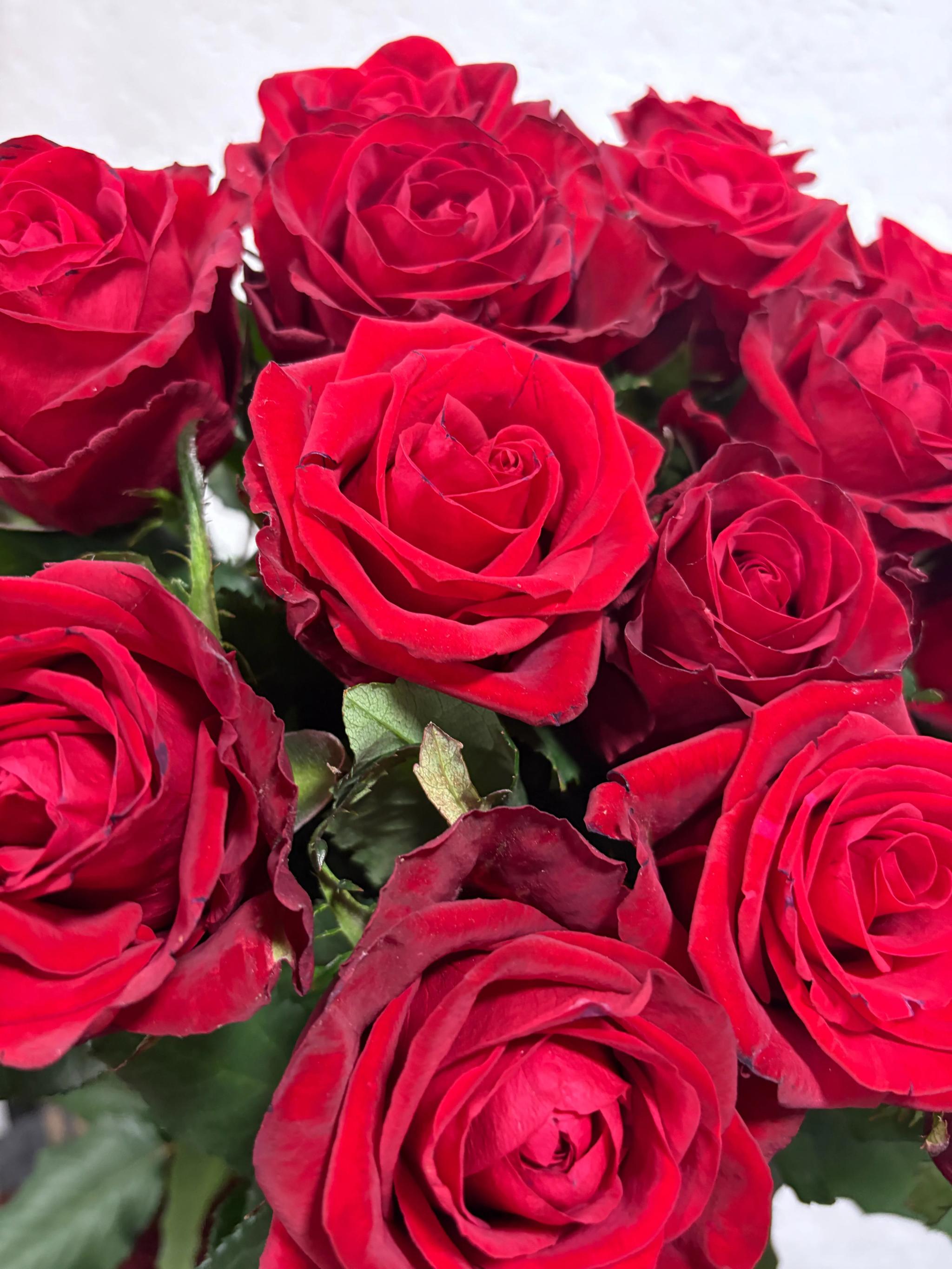 Bunch of roses | ծաղիկներ, ծաղկեպսակներ, բույսեր Երևան Bunch of roses | ծաղիկներ, ծաղկեպսակներ, բույսեր Երևան