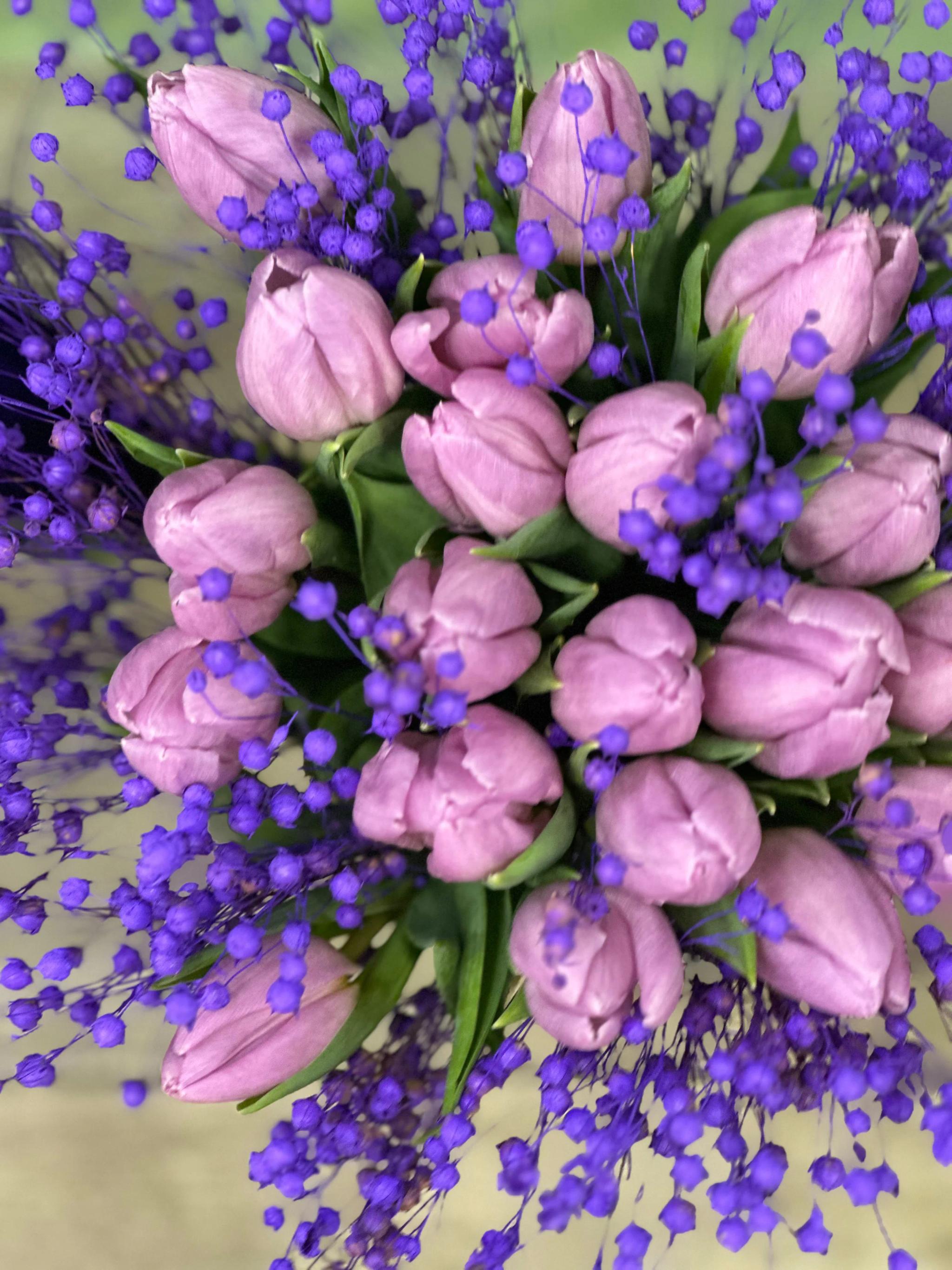 Blue tulips | ծաղիկներ, ծաղկեպսակներ, բույսեր Երևան Blue tulips | ծաղիկներ, ծաղկեպսակներ, բույսեր Երևան