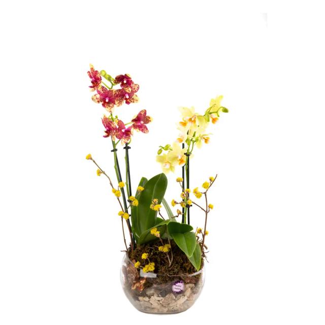 Composition with orchids (Multi) | ծաղիկներ, ծաղկեպսակներ, բույսեր - առաքում Երևան Composition with orchids (Multi) | ծաղիկներ, ծաղկեպսակներ, բույսեր - առաքում Երևան