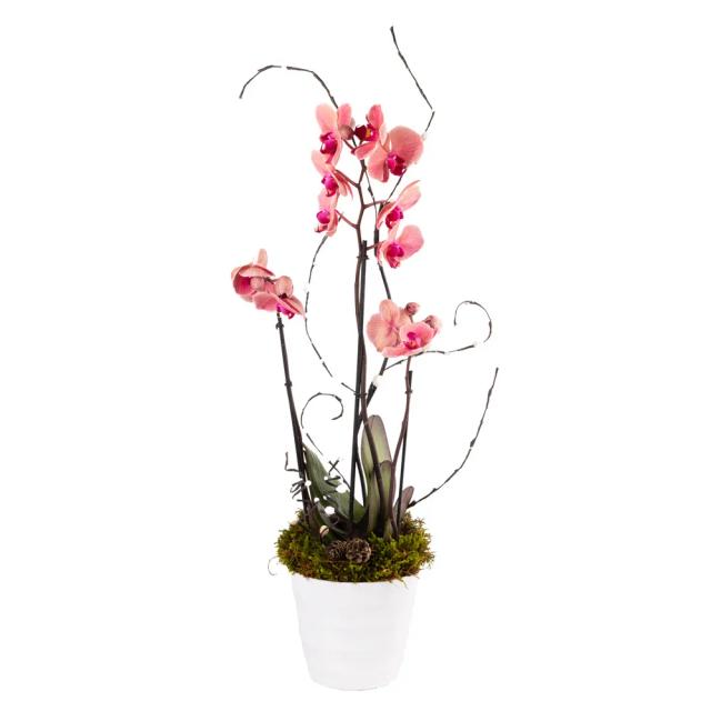Composition with orchids | ծաղիկներ, ծաղկեպսակներ, բույսեր - առաքում Երևան Composition with orchids | ծաղիկներ, ծաղկեպսակներ, բույսեր - առաքում Երևան