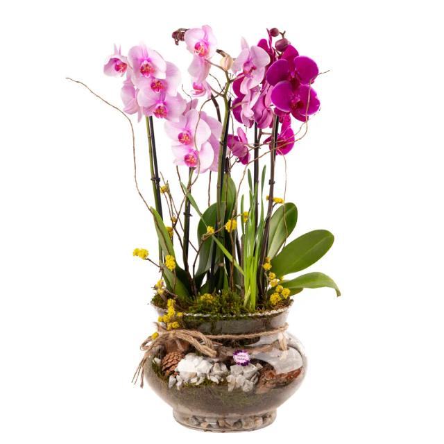 Composition with orchids | ծաղիկներ, ծաղկեպսակներ, բույսեր - առաքում Երևան Composition with orchids | ծաղիկներ, ծաղկեպսակներ, բույսեր - առաքում Երևան