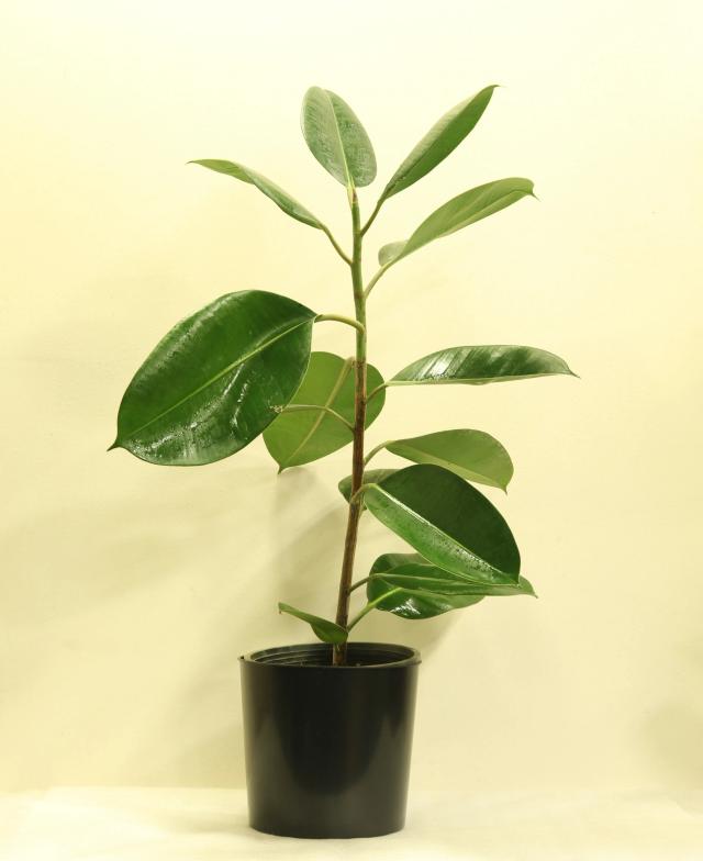 Ficus elastica | ծաղիկներ, ծաղկեպսակներ, բույսեր - առաքում Երևան Ficus elastica | ծաղիկներ, ծաղկեպսակներ, բույսեր - առաքում Երևան