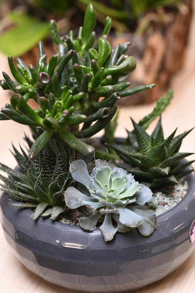 Succulent composition | ծաղիկներ, ծաղկեպսակներ, բույսեր - առաքում Երևան Succulent composition | ծաղիկներ, ծաղկեպսակներ, բույսեր - առաքում Երևան