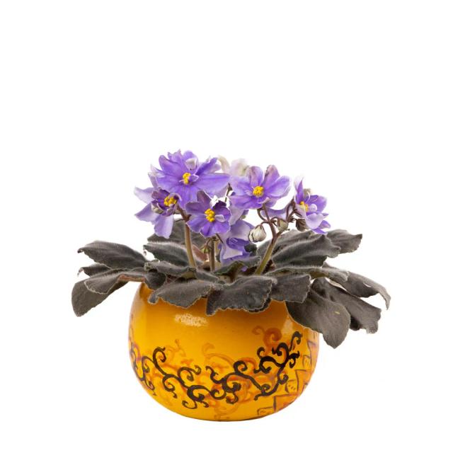 Violet | ծաղիկներ, ծաղկեպսակներ, բույսեր - առաքում Երևան Violet | ծաղիկներ, ծաղկեպսակներ, բույսեր - առաքում Երևան