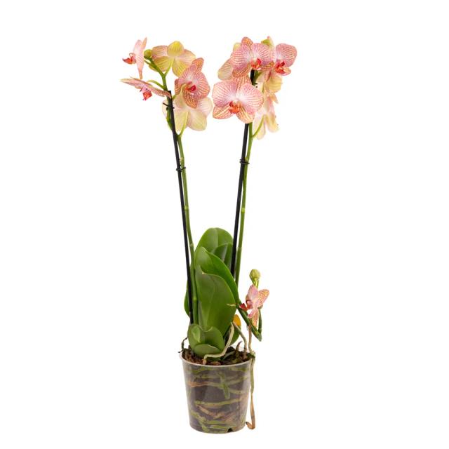 Orchid | ծաղիկներ, ծաղկեպսակներ, բույսեր - առաքում Երևան Orchid | ծաղիկներ, ծաղկեպսակներ, բույսեր - առաքում Երևան